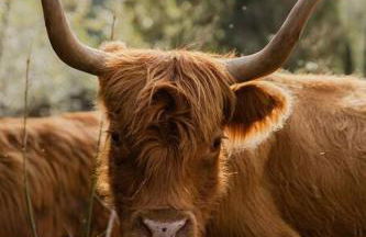 The Lodge at Highland Farms - Foto 7