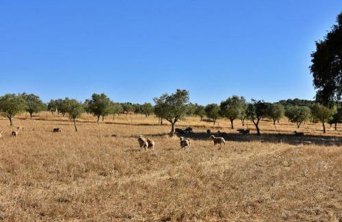 Monte Casa Branca - Foto 50