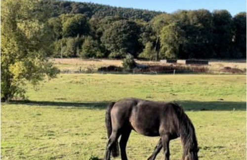 Coastal Eco-Lodge with hottub Charleton Estate - Foto 18