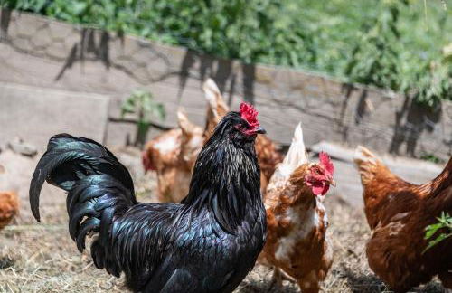 HAUSERHOF Farmhouse with Dolomite View - Foto 46