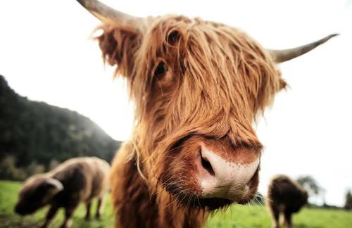 Blockhaus Säuling - Haus Elise Apartments - Foto 14