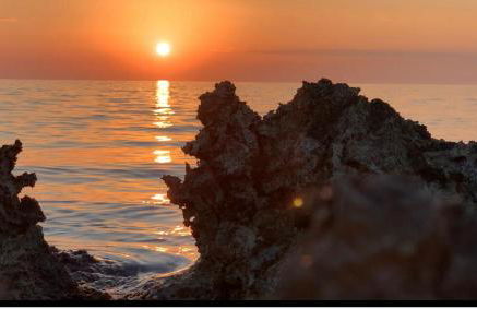 The Sunflower - Foto 61