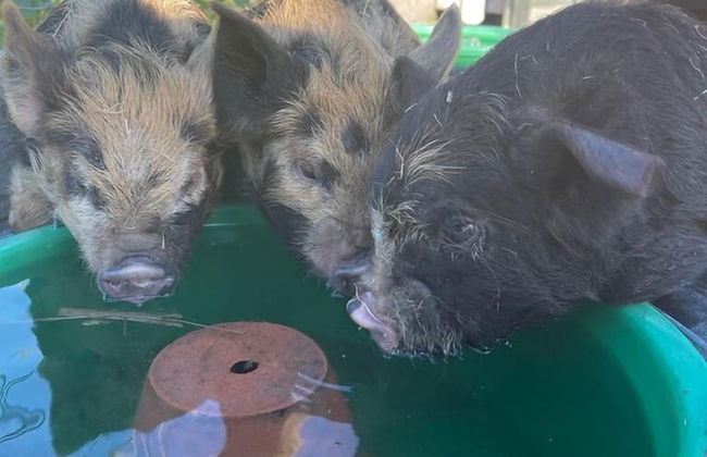 Willow Court Farm - Foto 1