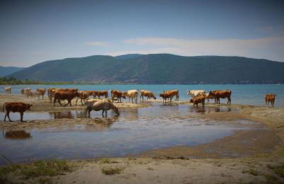 Kivotos Epavlis - Foto 2