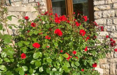 Villa Dora Gardasee - Foto 14