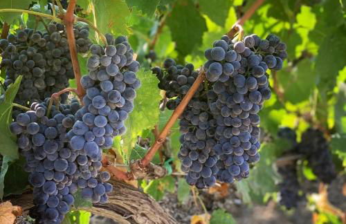 Fattoria di Magliano Winery - Foto 9