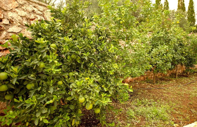 Nisaki Villa - Foto 24