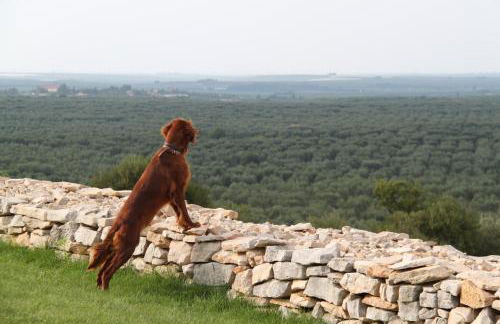 Lama Di Luna Biomasseria - Foto 38