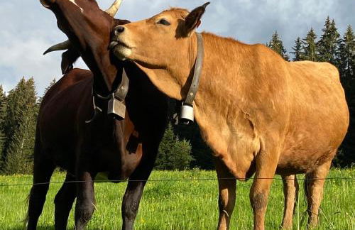 CHALET LYOBA - Photo 40