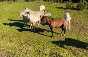 Finca Jaralta de Carmen - Photo 22