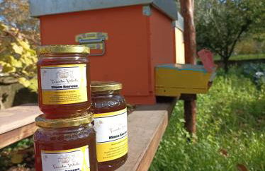 Tenuta Vitale - Azienda agricola multifunzionale - Foto 15