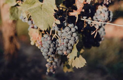 Casiñas do Sil - Foto 33