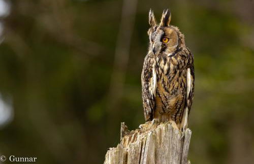 Ferienvilla-mv - Foto 32