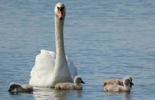 Magnifique gite ambiance chalet - Foto 21