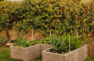 Dreamhill Meloni - Foto 23