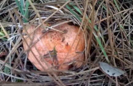 Casa Pinos - Foto 41