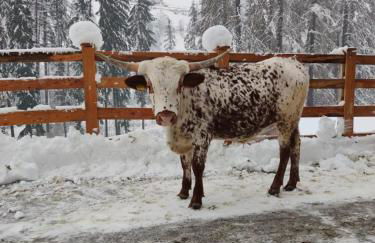 Texas Longhorn Ranch Neumannhof - Photo 9