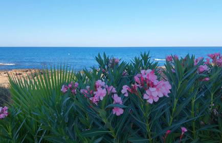 AGAMARI La Mata Torrevieja sun apartment - Foto 15