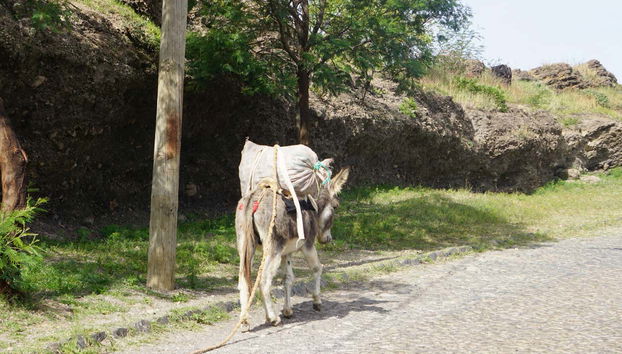 Un burro durante la ruta de senderismo
