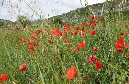 La retapée - Foto 20