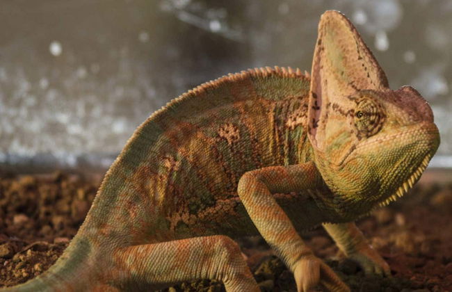 Billet pour le Crocodile Park - Photo 7