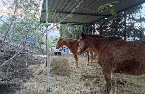 AAA Bandama Lago - Foto 14