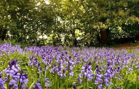 Hayes Suite - Foto 41