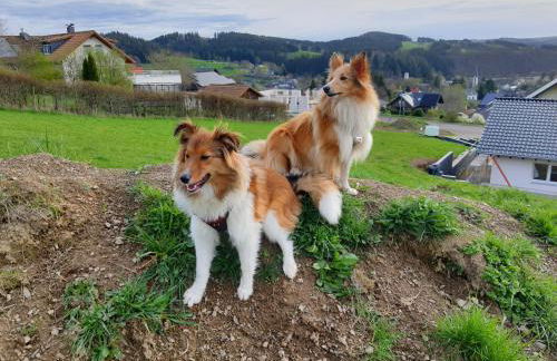 Holzhaus Chalet Nationalpark Eifel Hund willkommen - Foto 12