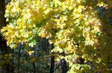 Chalet de Grettery - Foto 18