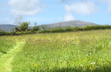 Swallows Return - Foto 31