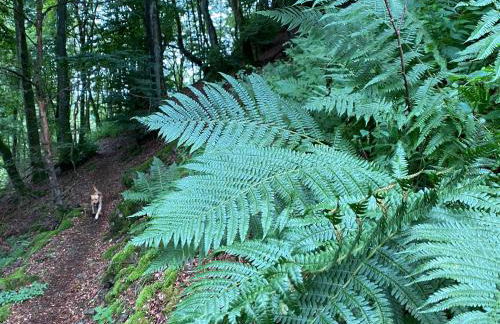 Waldläufer Brilon - Foto 51