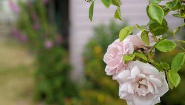 Lobster Pot Cottage - Foto 5