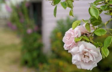 Lobster Pot Cottage - Foto 5