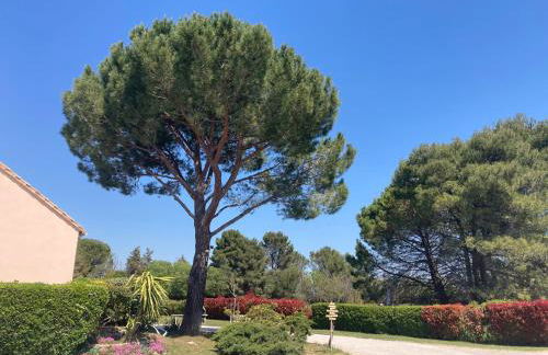 Les Bougainvillées de Camargue - Photo 39