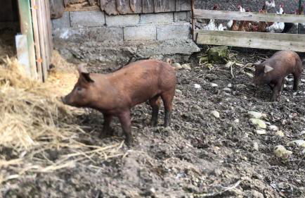 Ferienhof Weber Nieratz - Foto 37