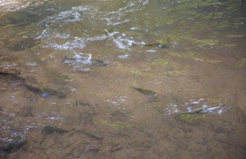 Creekside Hideaway - Foto 26