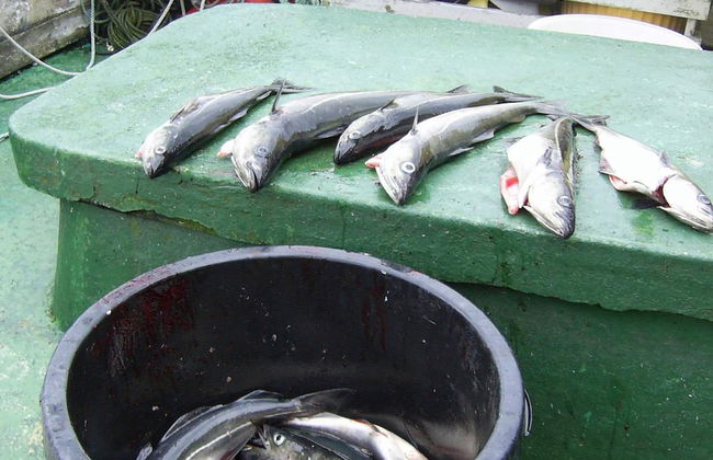 4 Person Holiday Home in Lauvstad-by Traum - Foto 16