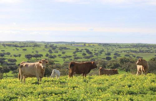 Herdade da Boavista - Foto 51