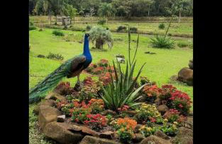 Cabana do Lago- Morro da Borússia - Foto 14