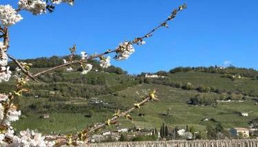 AlMi House - Colline del Prosecco - Foto 5
