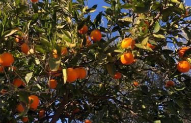 Casa Vacanza L'ulivo - Foto 10