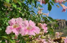 Gästehaus Casa Roca Fataga - Foto 6