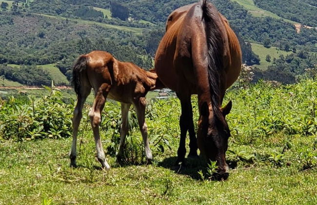 Rancho Sol Poente - Rancho Queimado - Foto 20