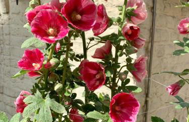 Ferienhaus unter Reet im Heidedorf Sankt Dionys bei Lüneburg - Foto 53