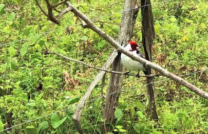 Chalé Suíço Nupcial - Chalés Belo Monte - Sítio Belo Monte - Foto 45