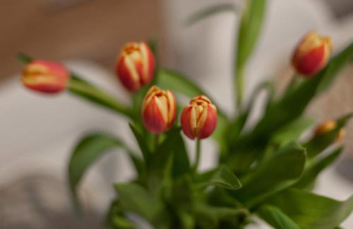 Domek JuKa - Foto 28