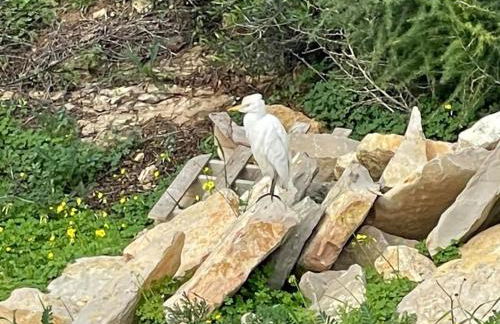 Quinta do Coelhoazul - Foto 8