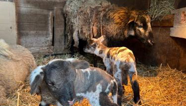 Les gîtes de la bergerie - Foto 2