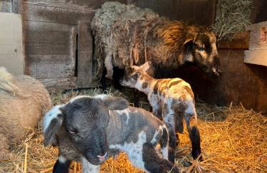 Les gîtes de la bergerie - Foto 2