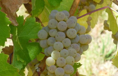 Weinhotel Stadtmühle beim Weingut Schauß - Foto 28